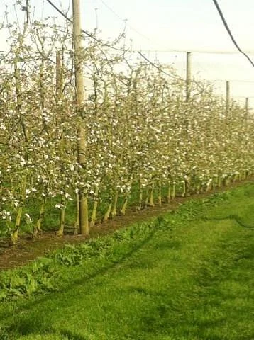 Staples Apples