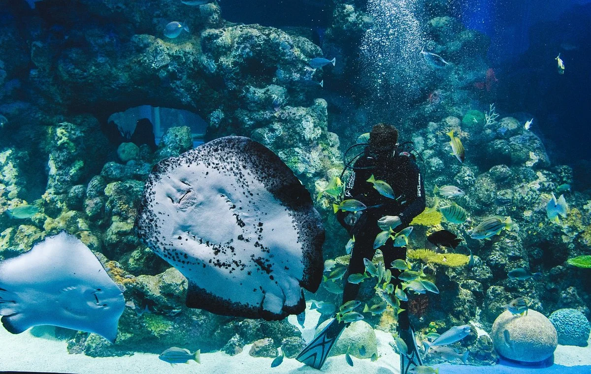 Cairns Aquarium