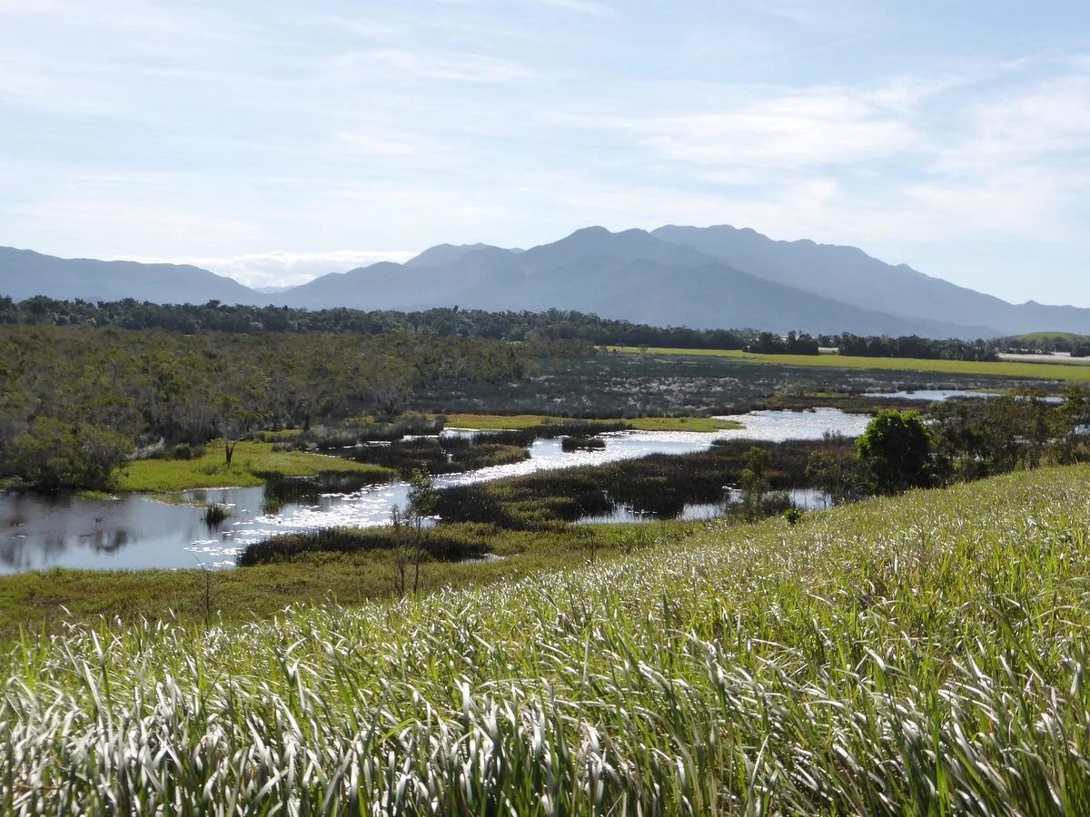 Eubenangee Swamp National Park