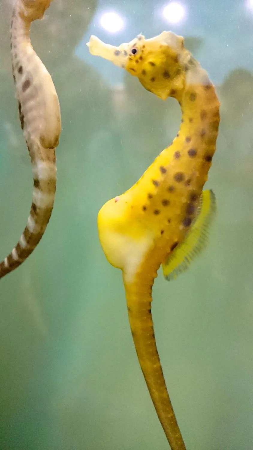 Seahorse World