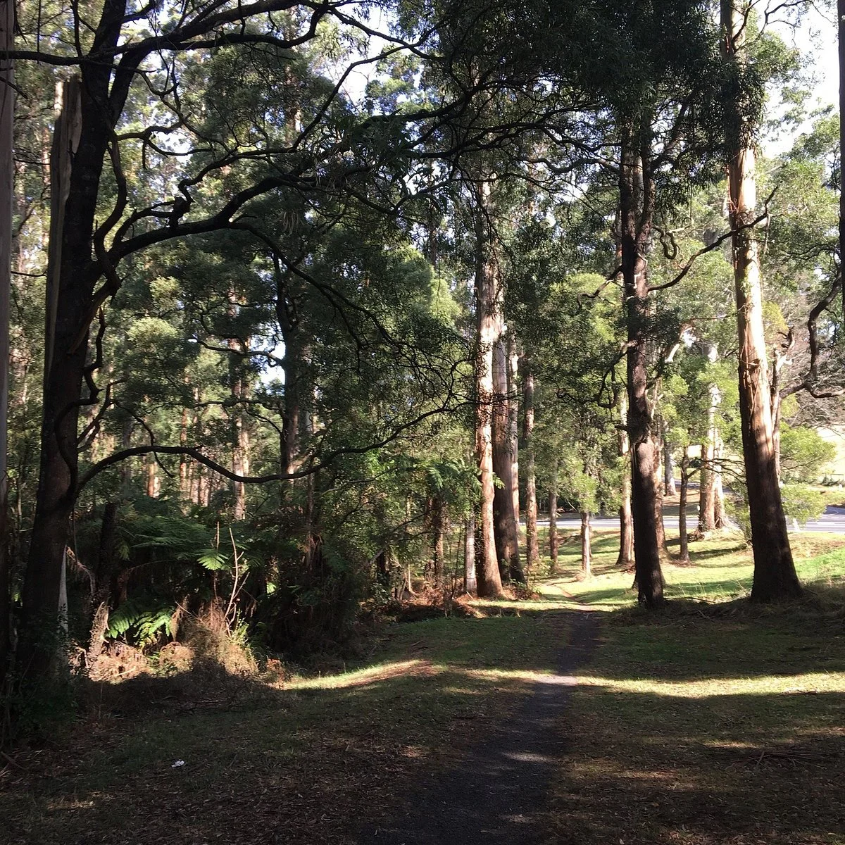 Ferny Creek