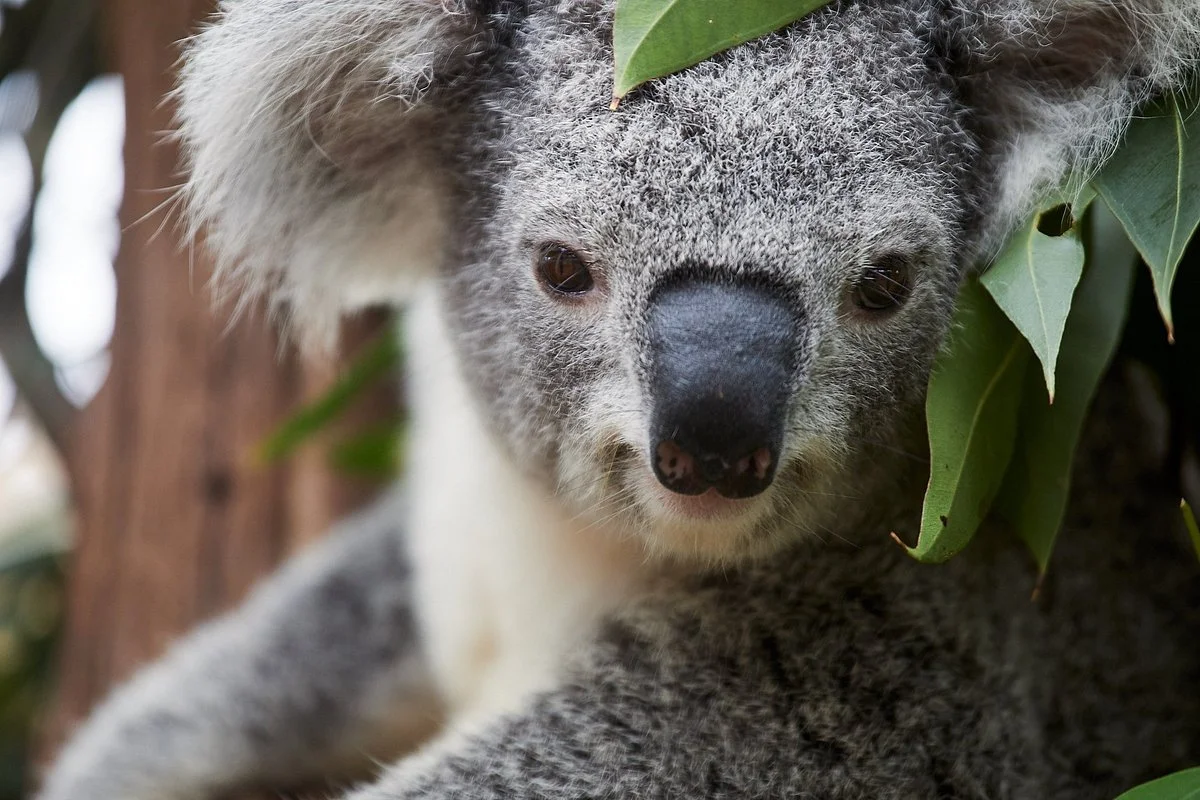 Oakvale Wildlife Park