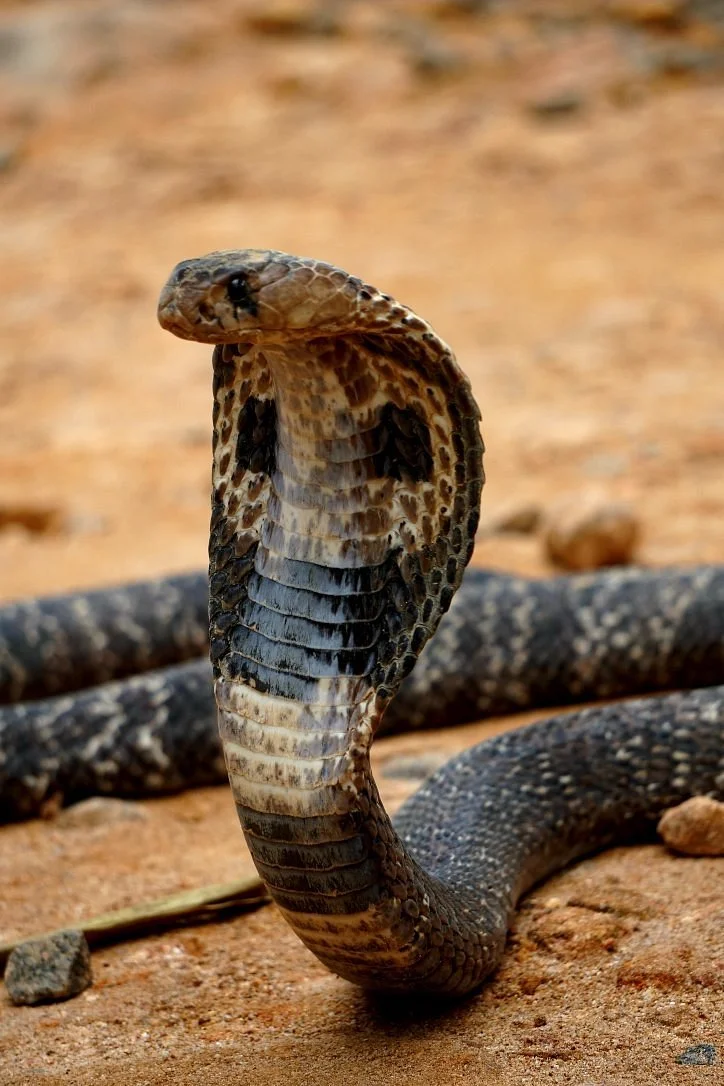 Snake Farm