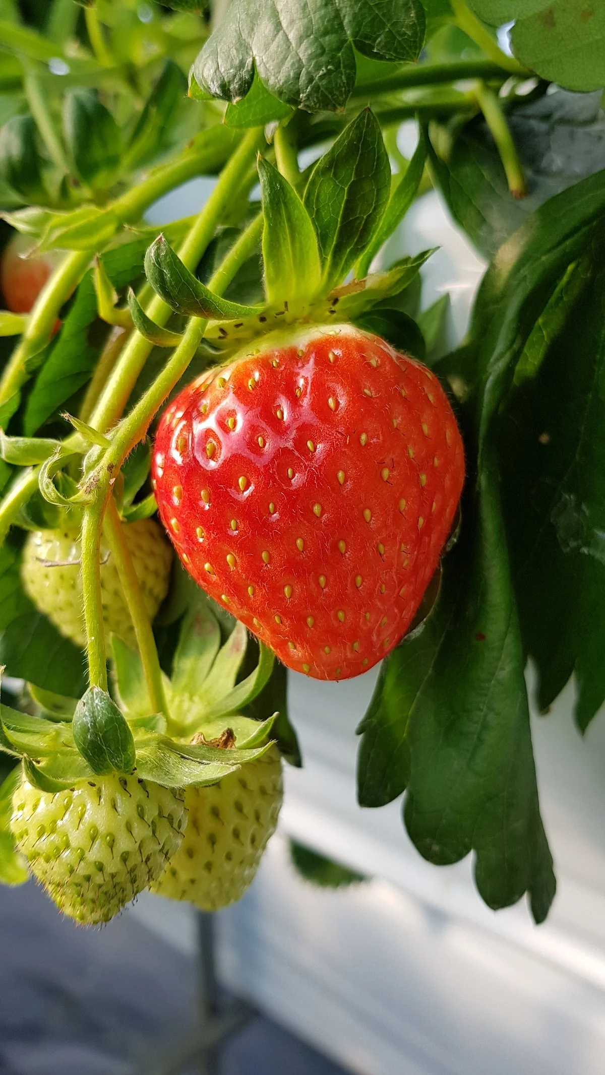 Yangsu-ri Strawberry Farm Experience