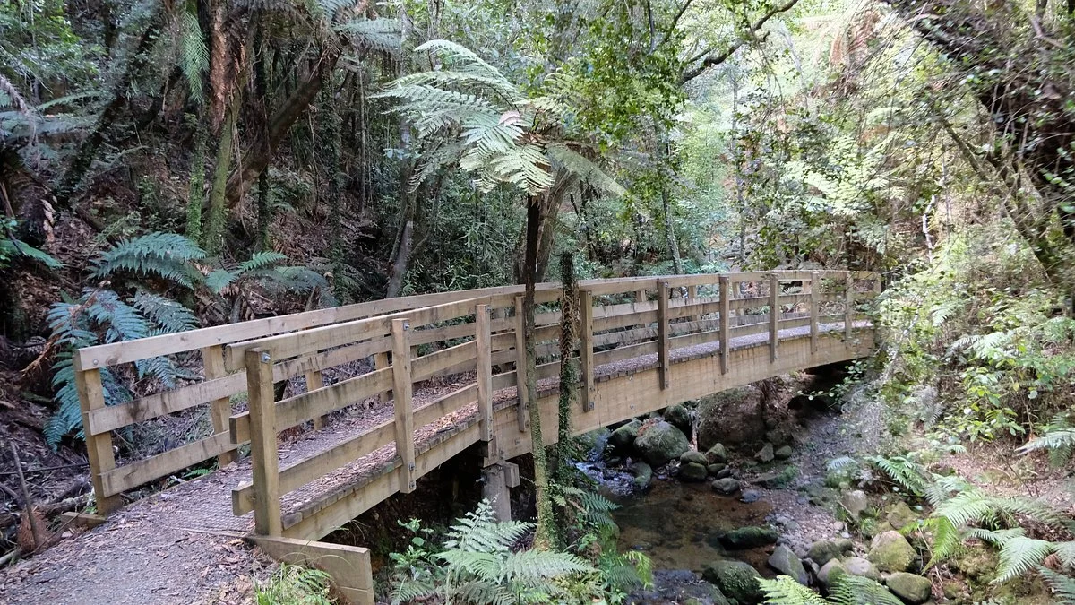 Waiomu Kauri Grove Walk