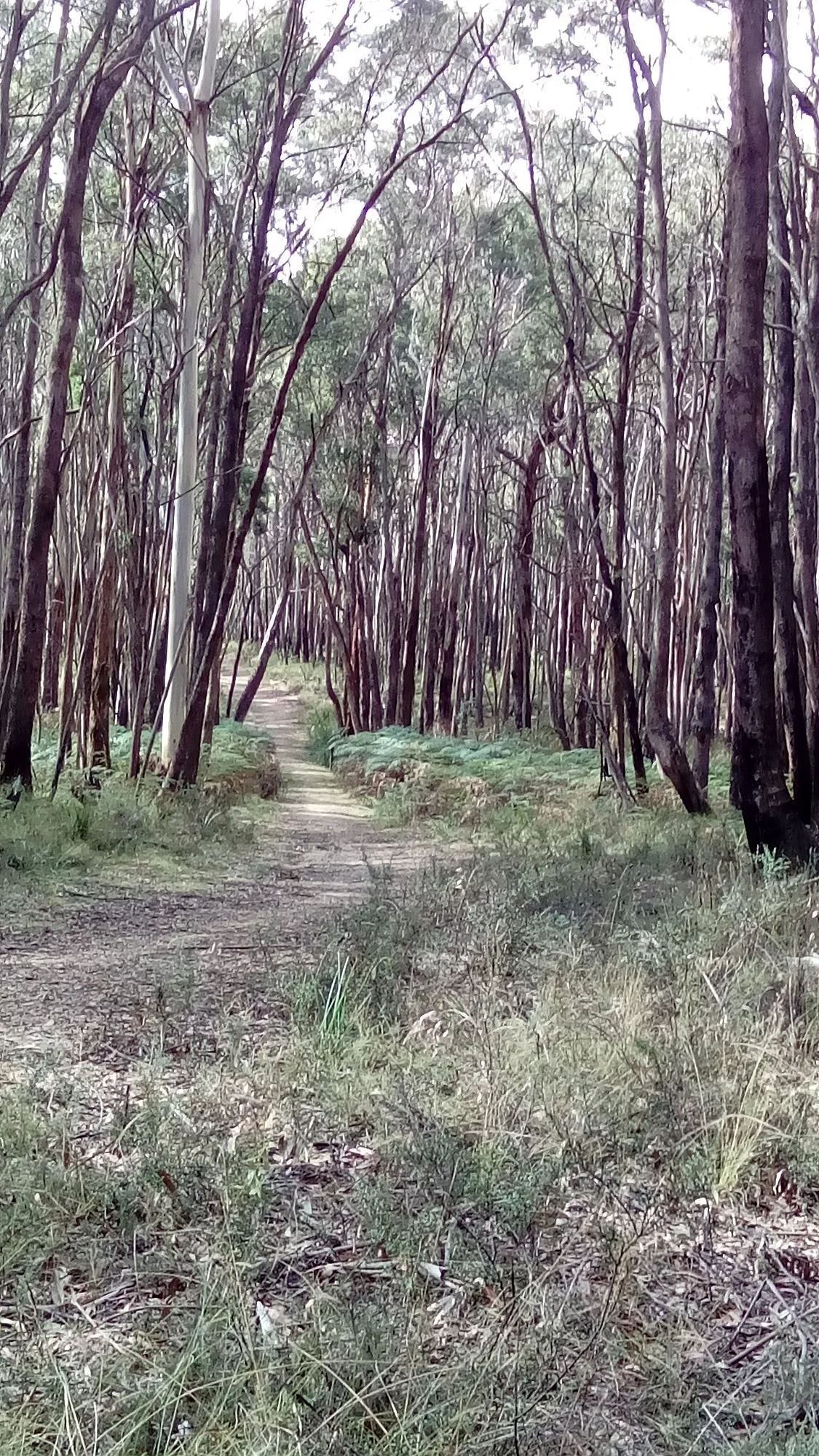 Wombat Trail