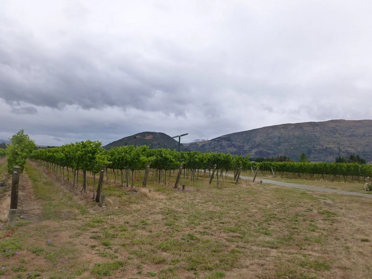 Aitken's Folly Vineyard