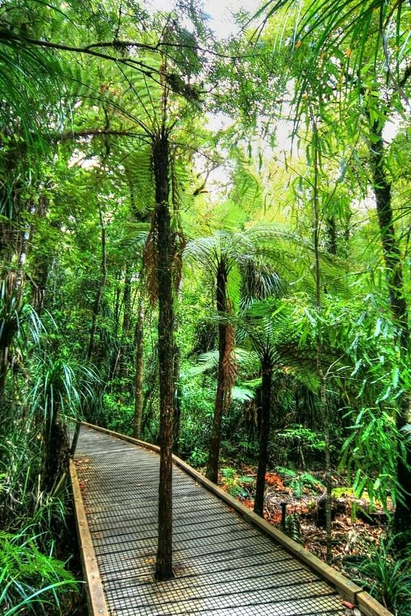 Tane Mahuta Walk