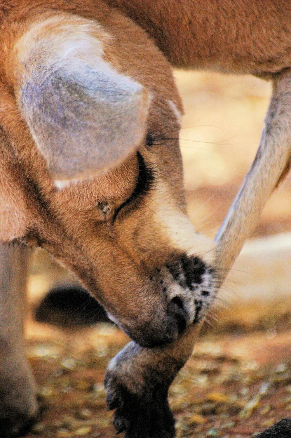 Josephine's Gallery and Kangaroo Orphanage