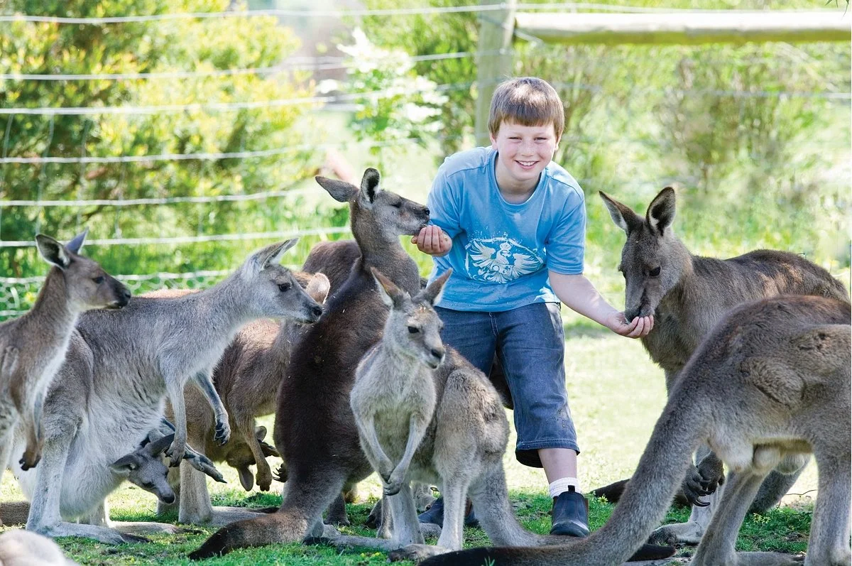 Maru Koala and Animal Park