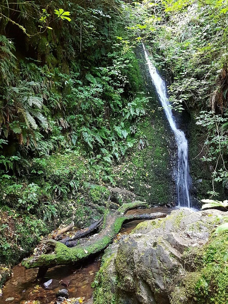 Peel Forest Park Scenic Reserve