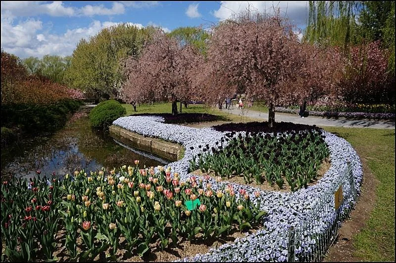 Tulip Top Gardens