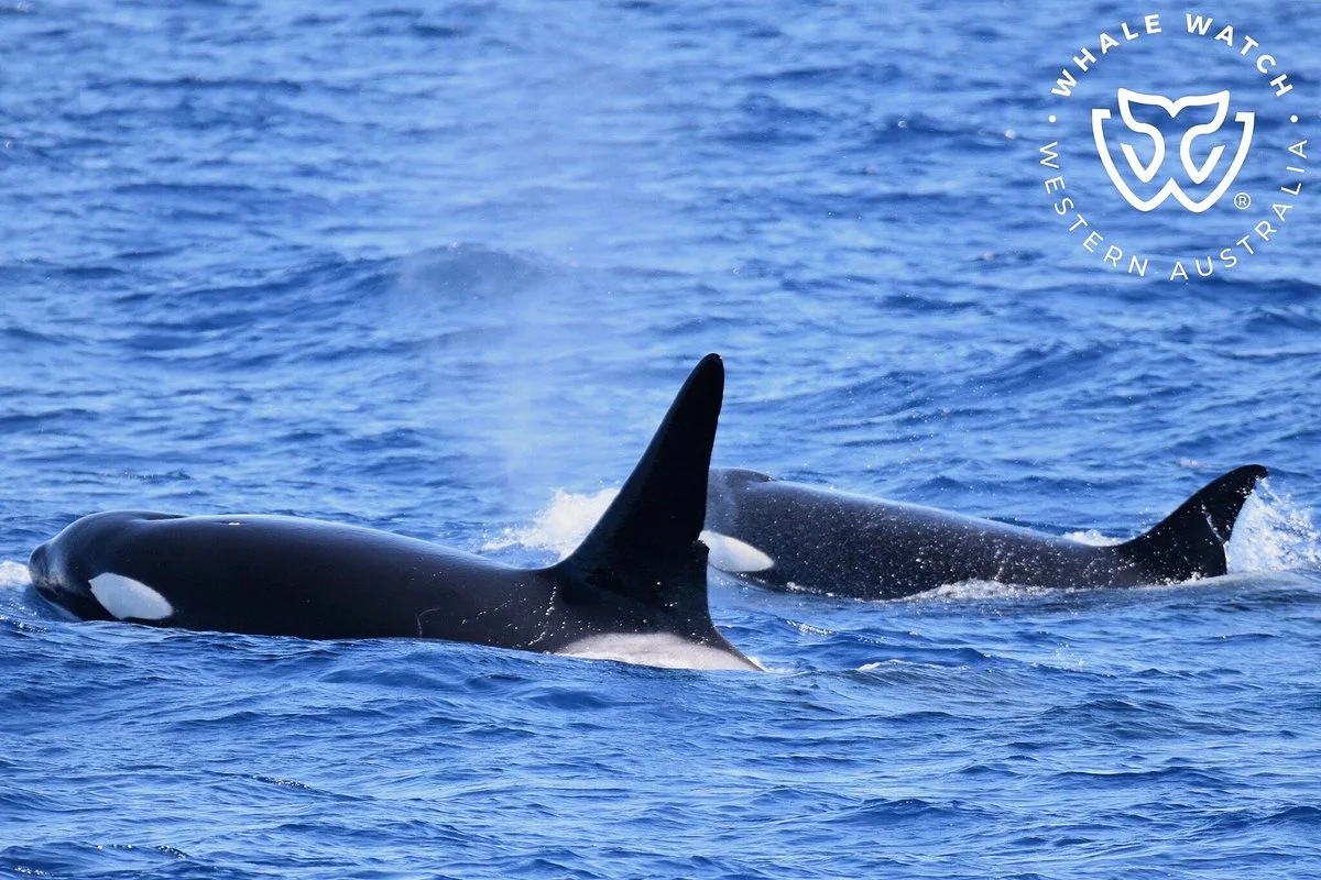 Bremer Canyon Killer whale Expeditions