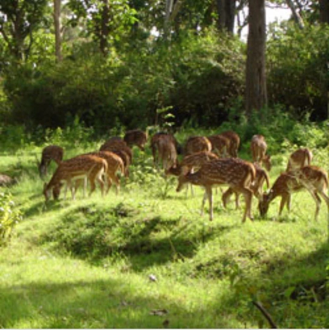 Pranahita Wildlife Sanctuary