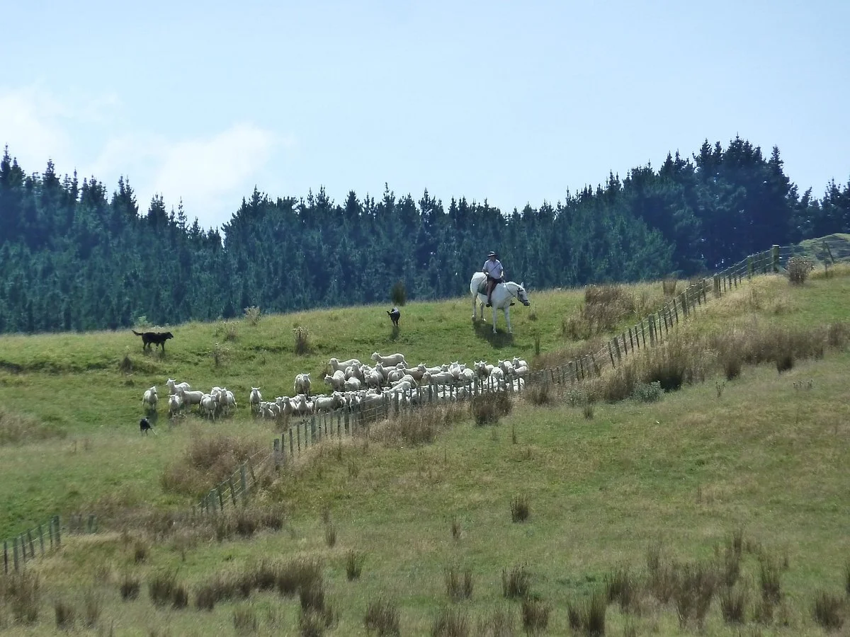 Station Life In Rural New Zealand