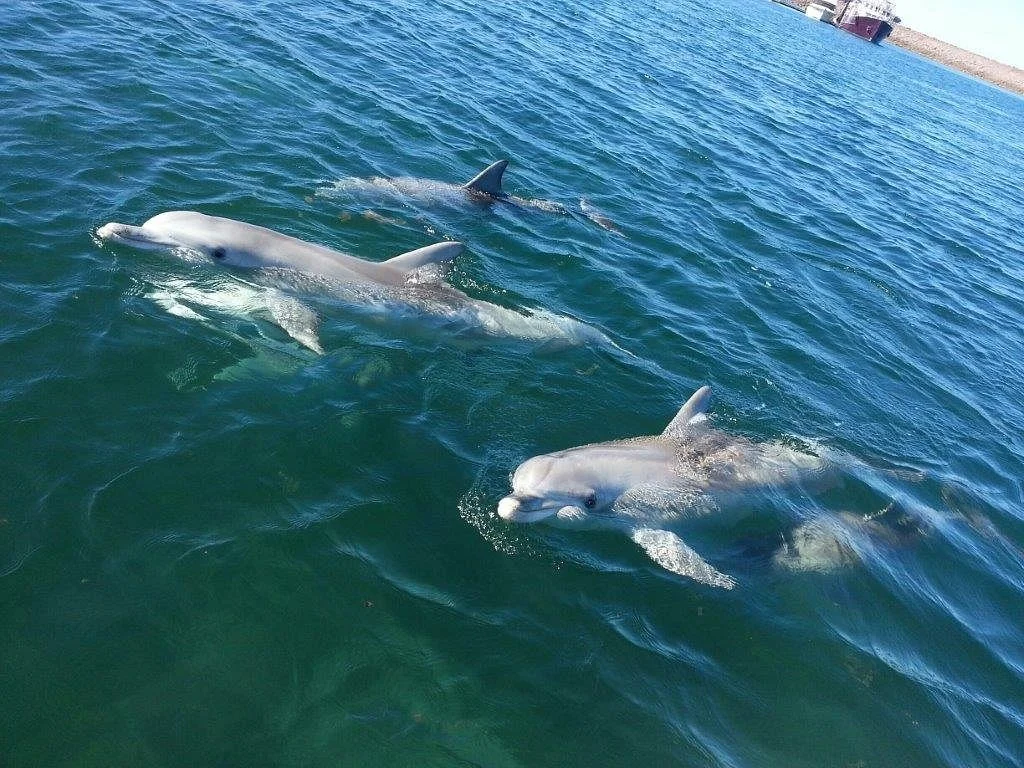 Whyalla Marina