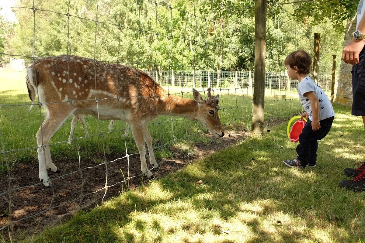 Lilliput Farm Fun And Animal Park