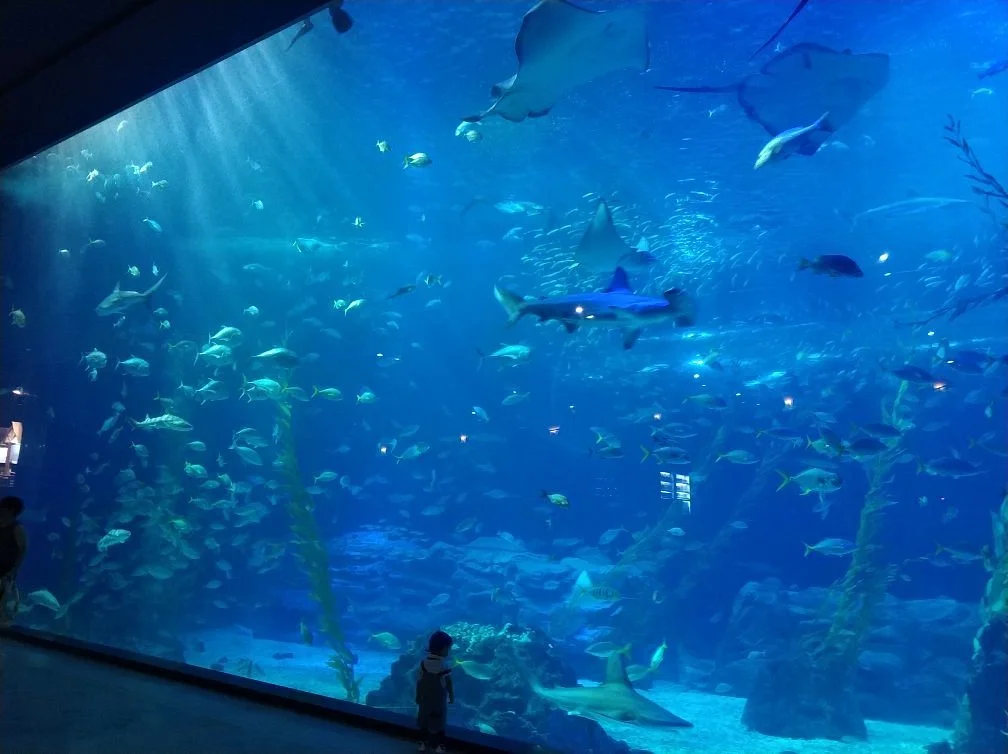 Aquaplanet Jeju