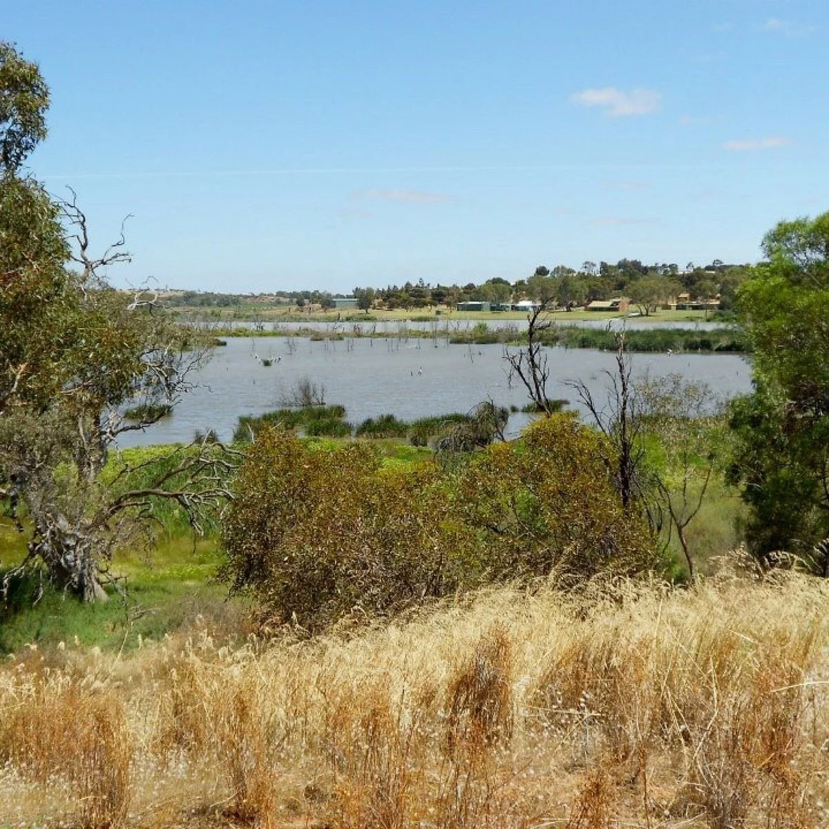 Swanport Wetlands