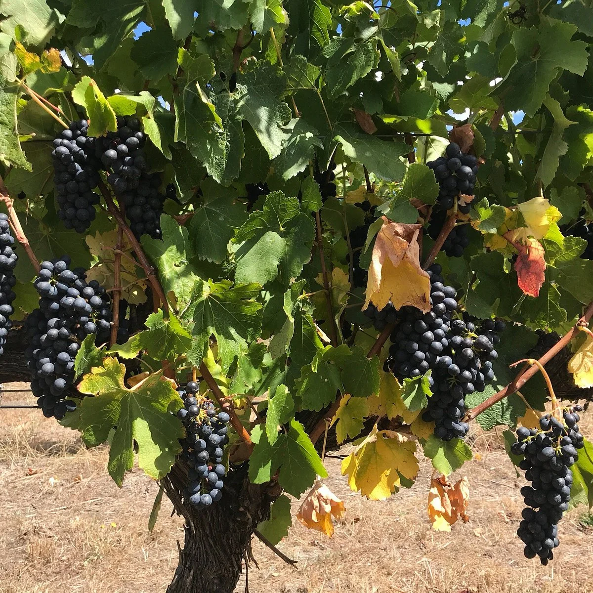 Stella Bella Wines