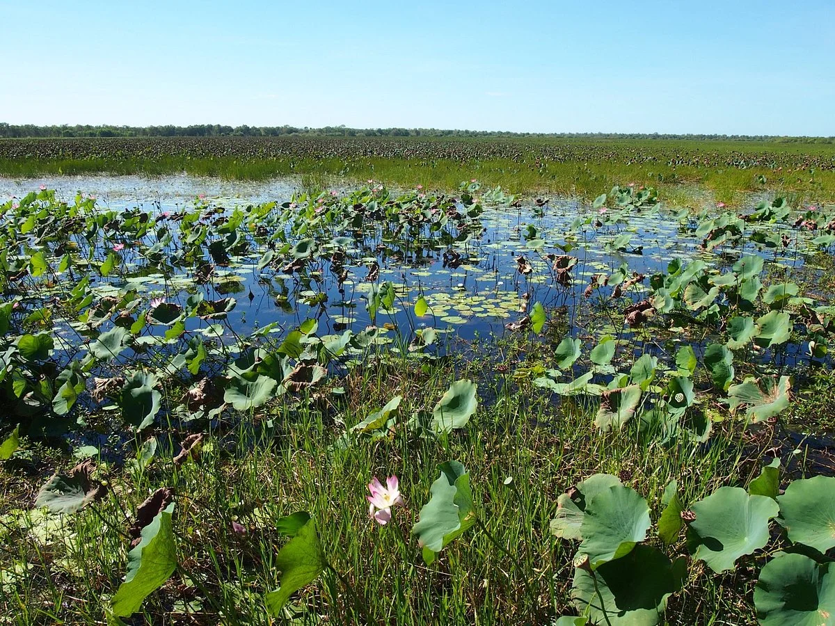 Mamukala Billabong
