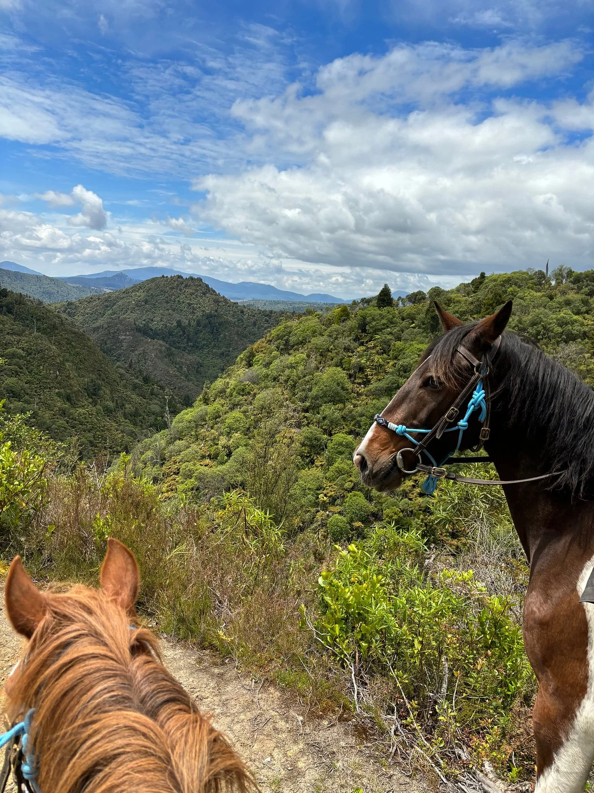 Horsemtrails