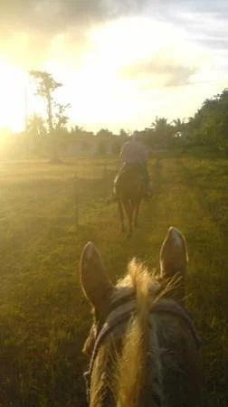 Horses of Sleepy Meadows Ranch Yigo