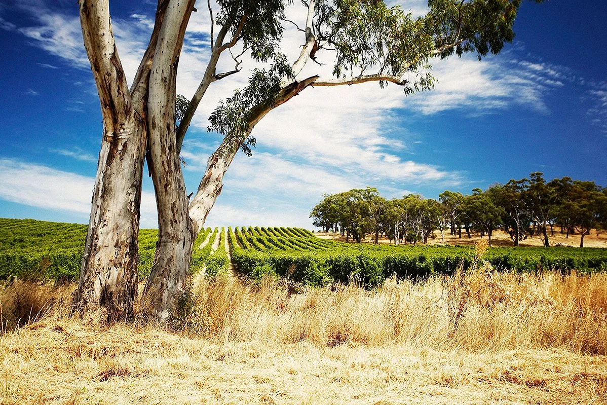 McGuigan Wines