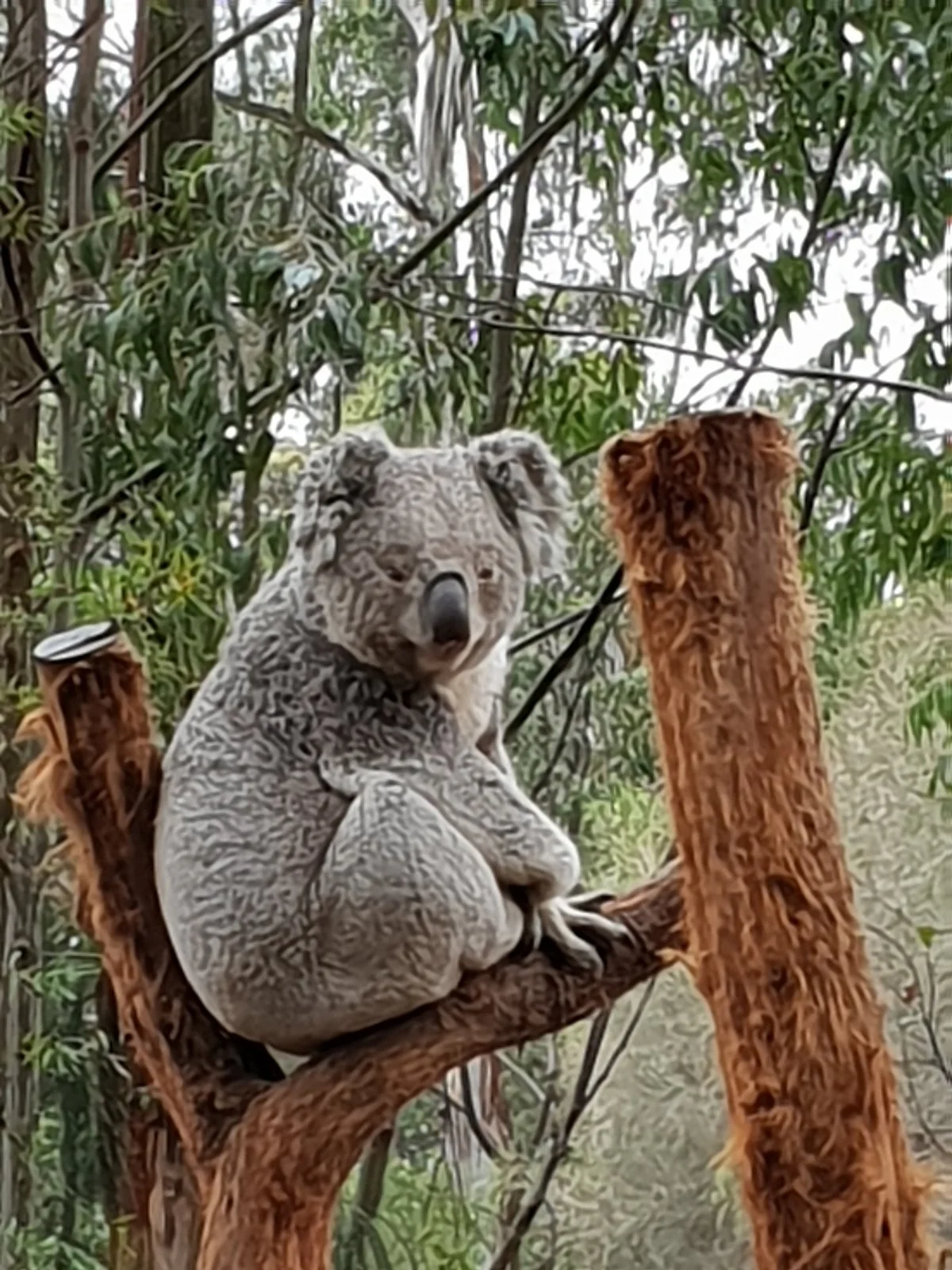 Potoroo Palace