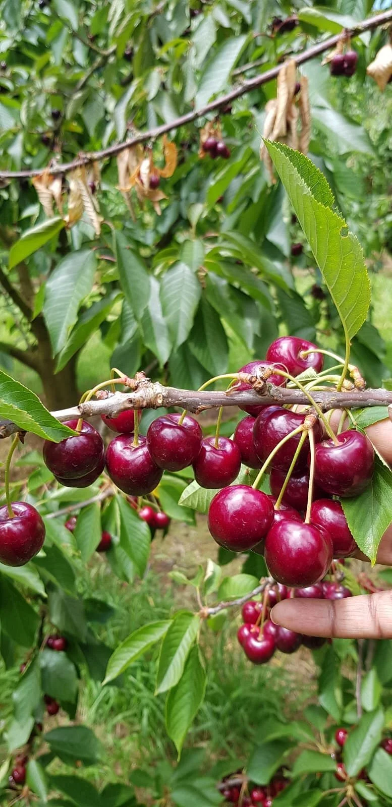 Ripe N' Ready Cherry Farm