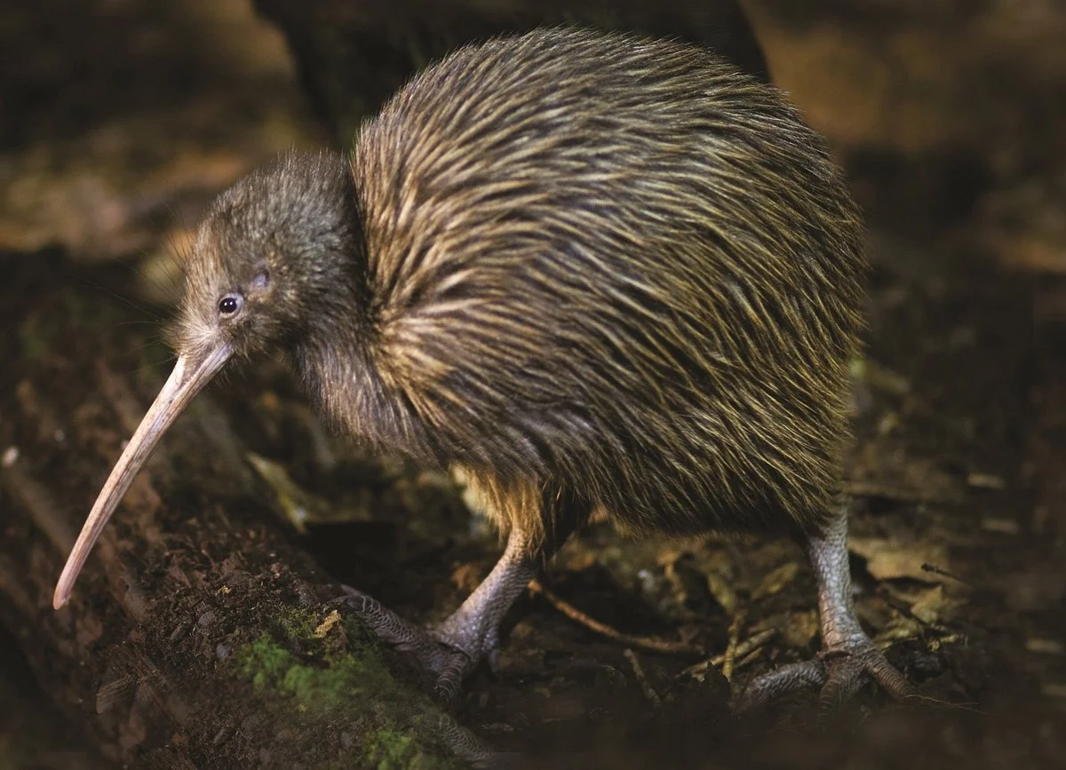 Otorohanga Kiwi House & Native Bird Park
