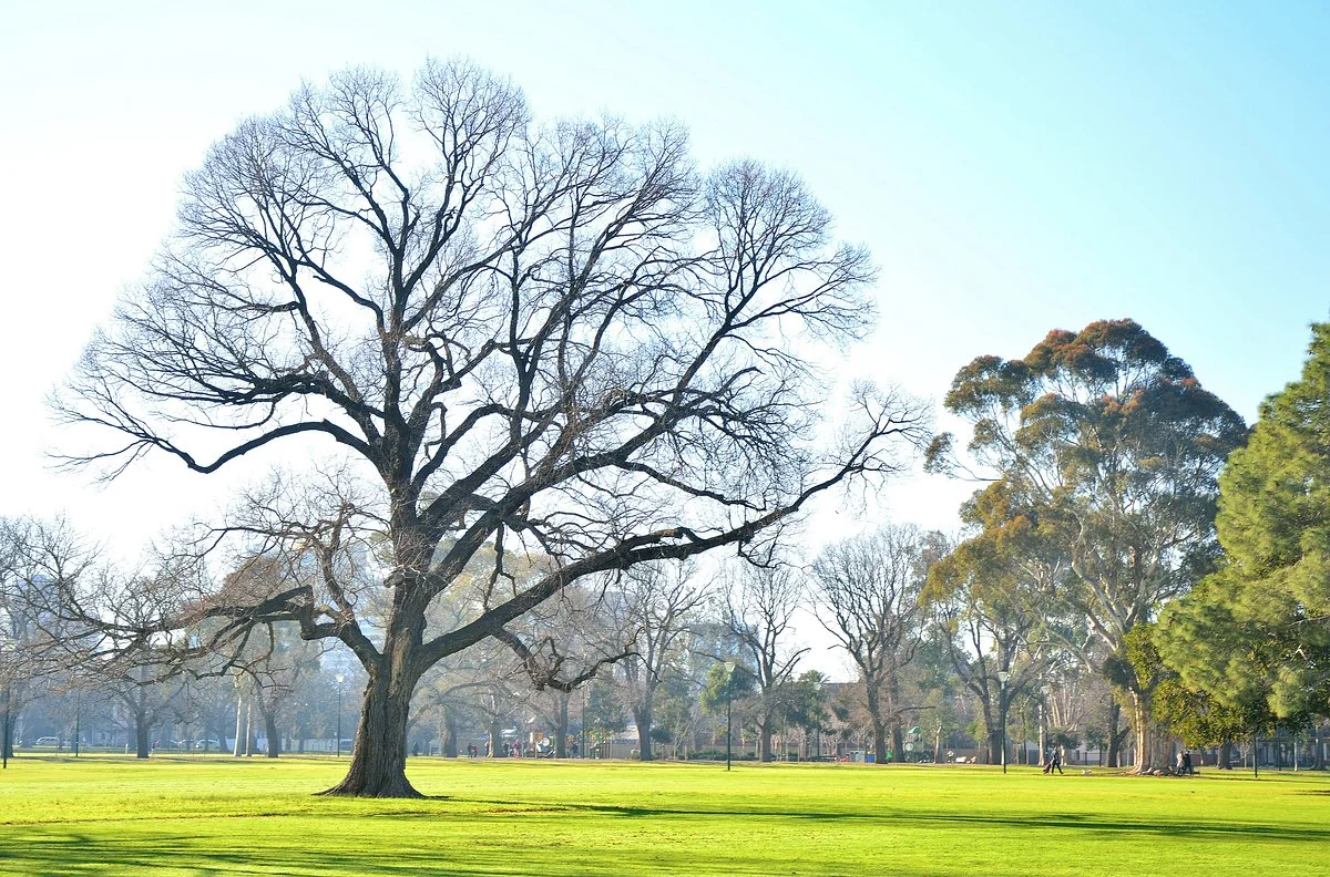 Fawkner Park