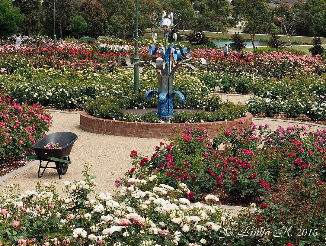Mornington Botanical Rose Gardens