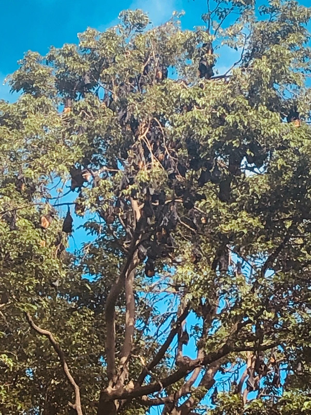 Flying Foxes