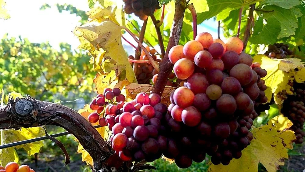 Pooley Wines
