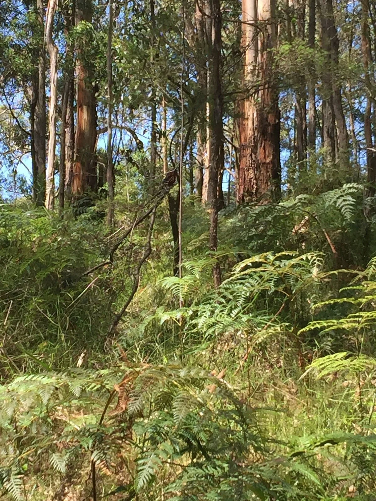 Endeavour Fern gully