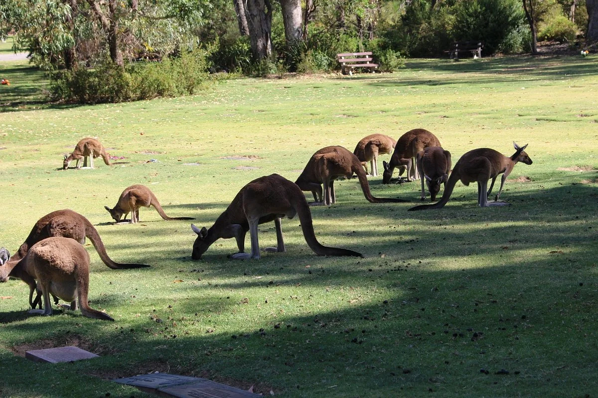 Pinnaroo Valley Memorial Park