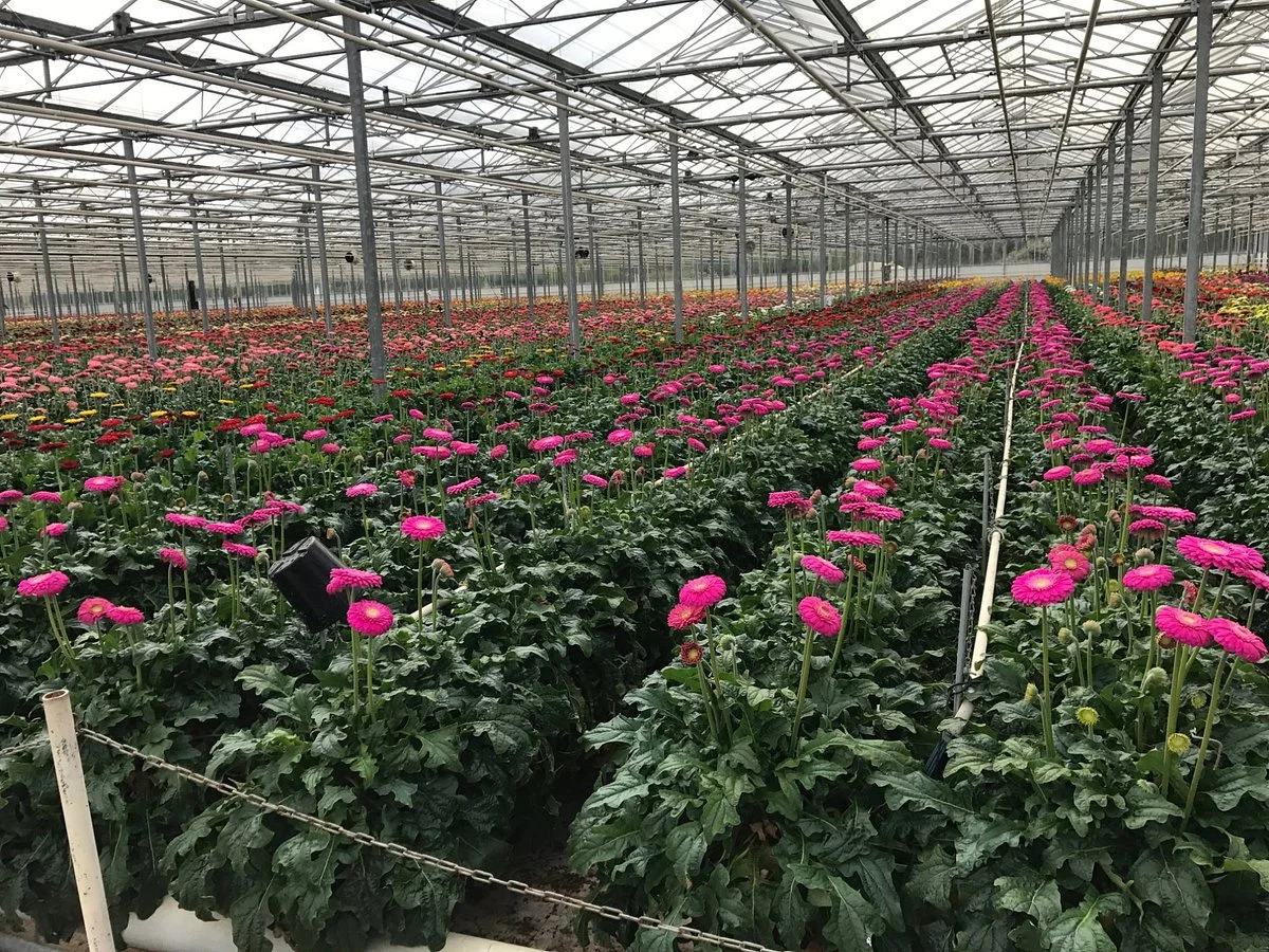 The Big Bouquet