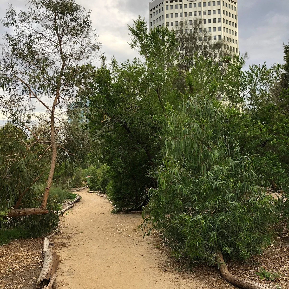 Ngargee Tree