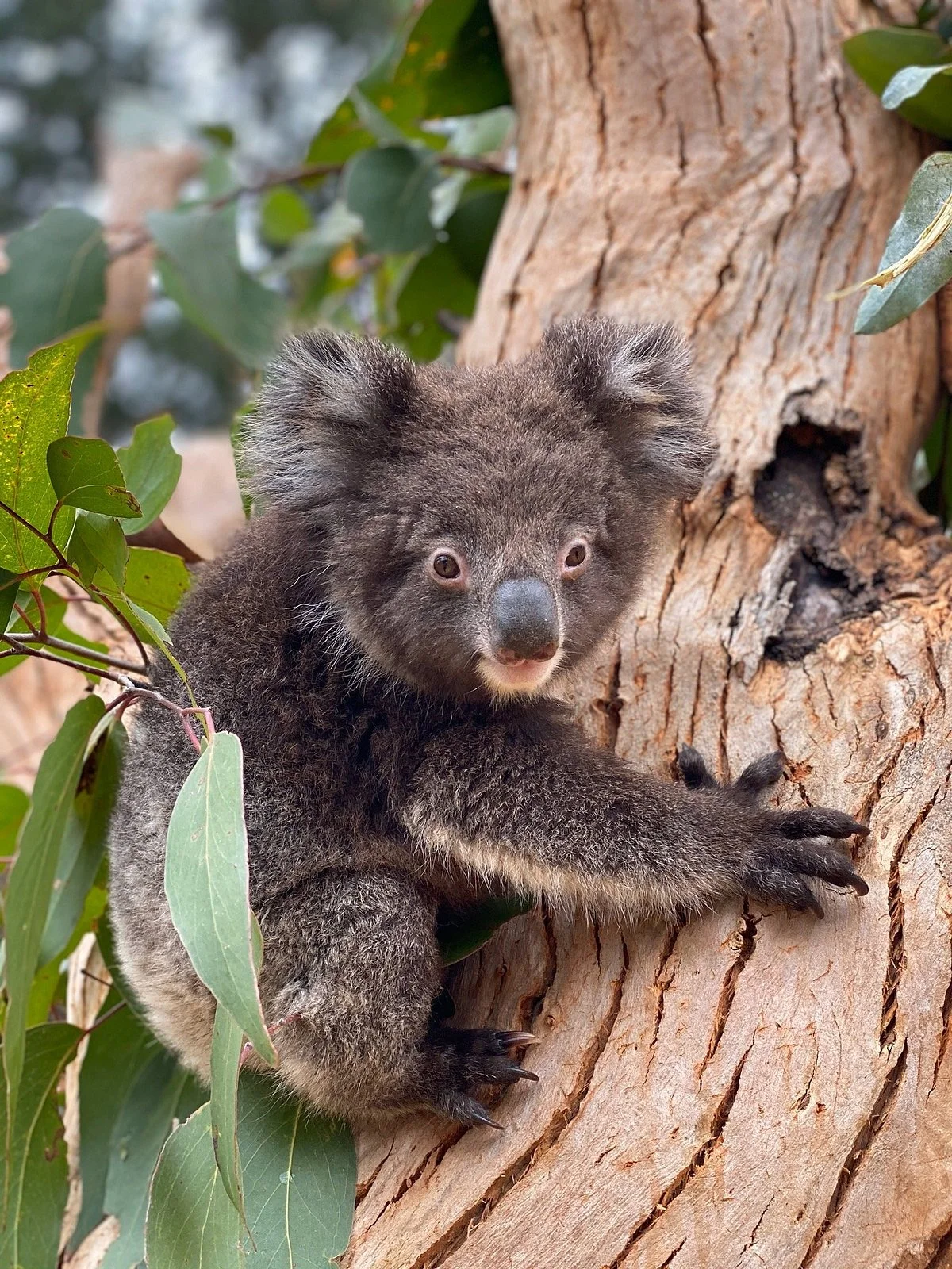 Kangaroo Island Wildlife Park