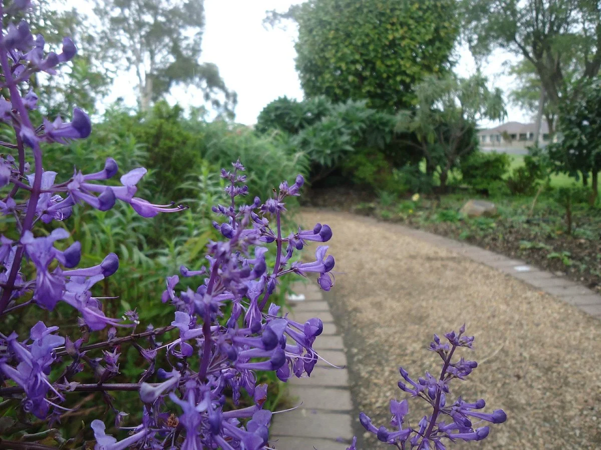 Morwell Centenary Rose Garden