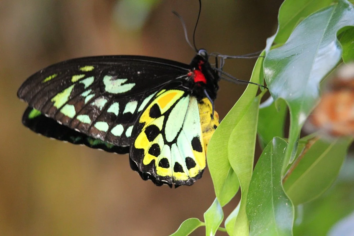Coffs Harbour Butterfly House