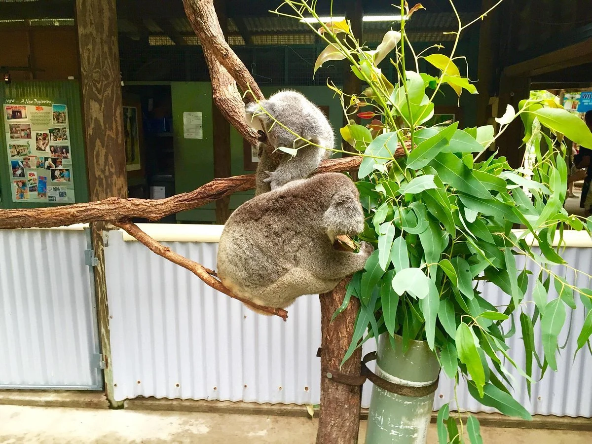 ZOO TO YOU HQ - Discovery Centre