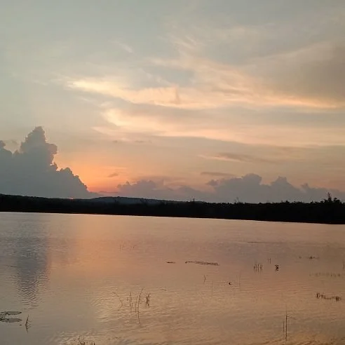 Chandaka Elephant Reserve