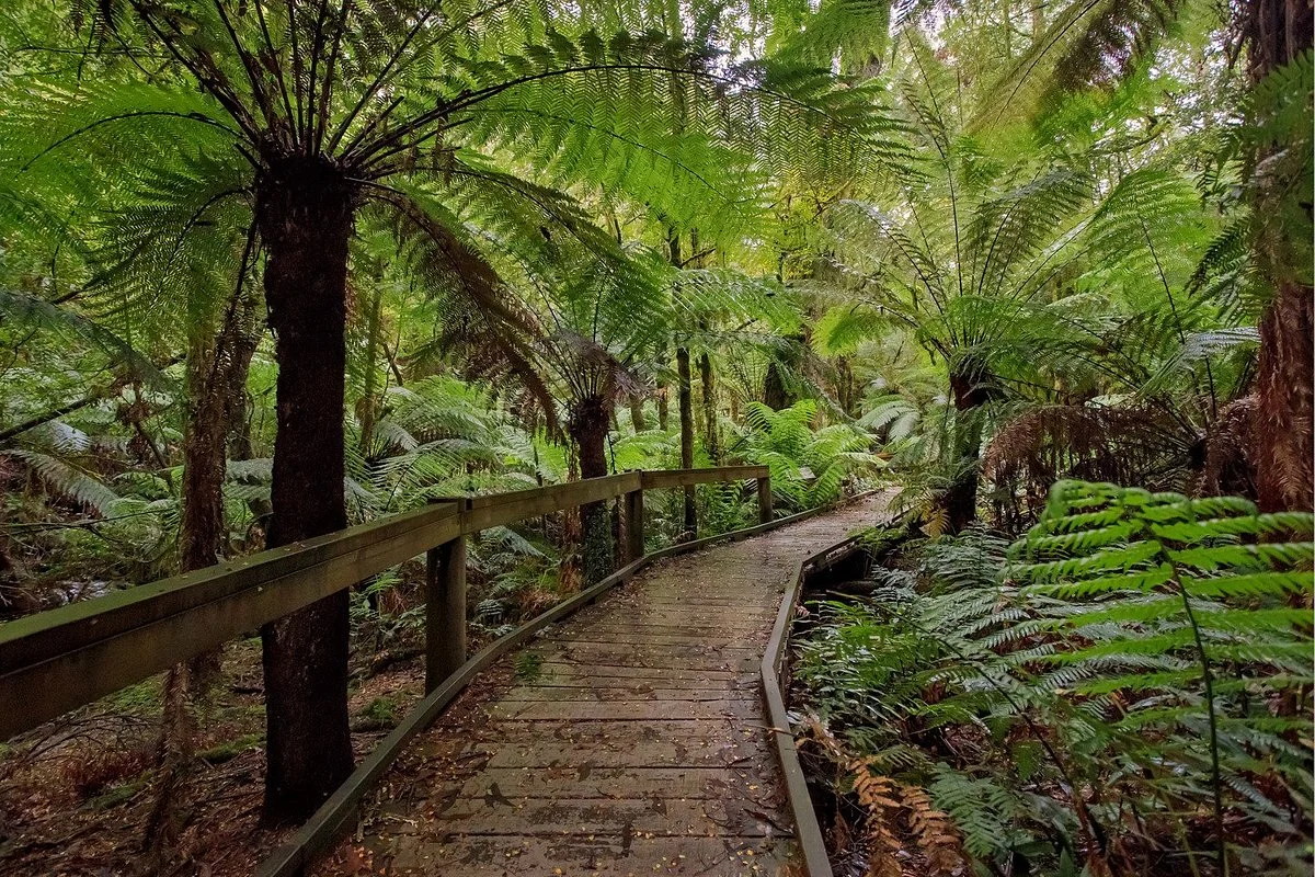 Wirrawilla Rainforest Walk