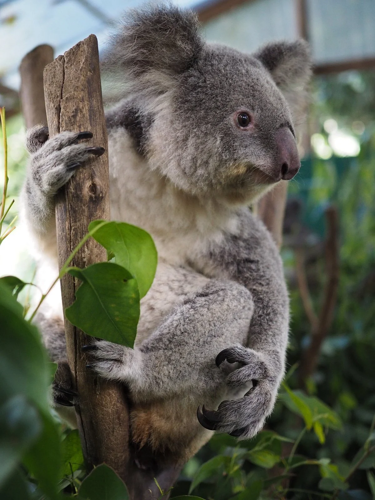 Koala Park Sanctuary