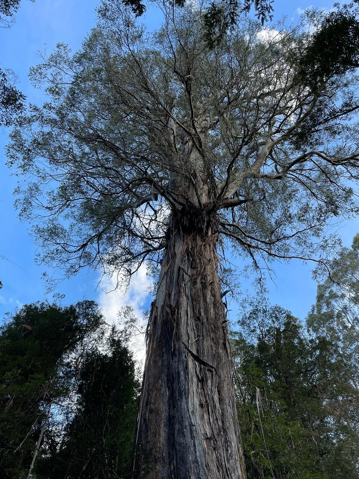 Ada Tree