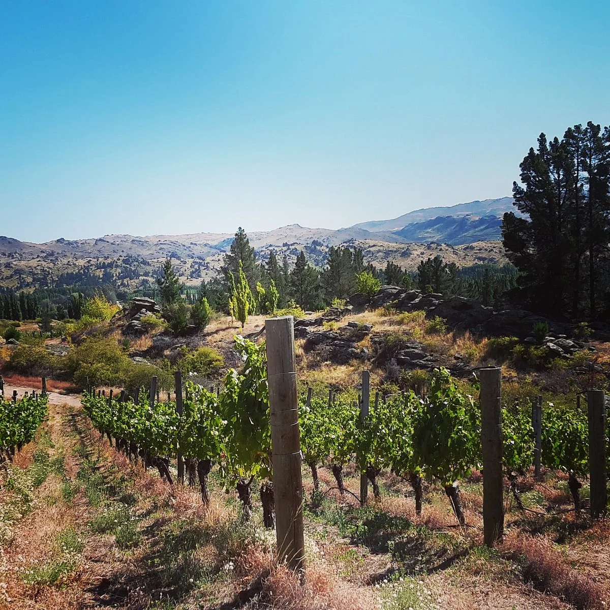 Black Ridge Vineyard