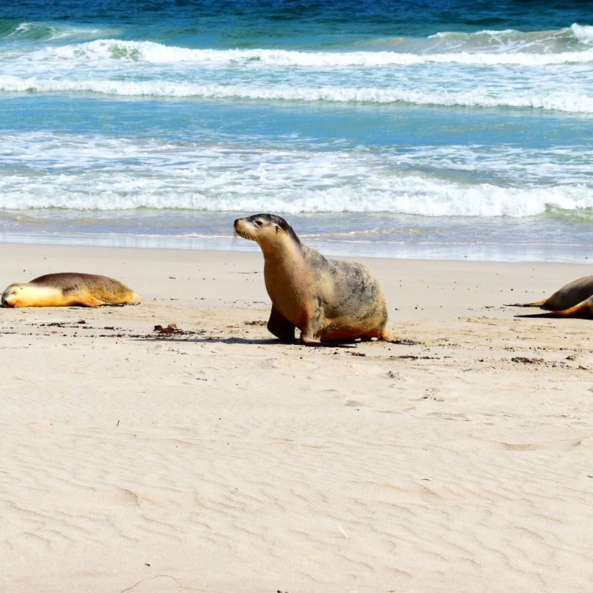 Seal Bay Conservation Park