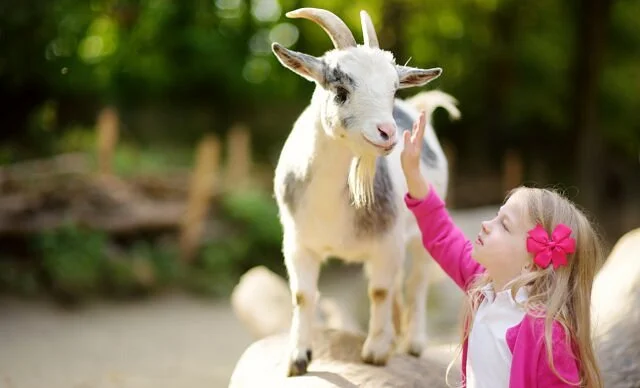 Swan Valley Cuddly Animal Farm
